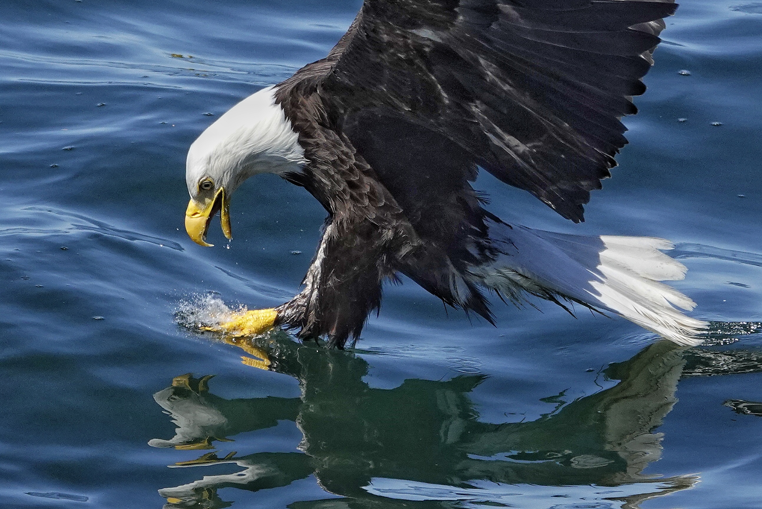 Pygargue saisissant un poisson près de Prince Rupert